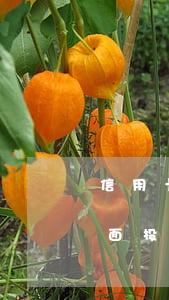 信用卡逾期投诉到银保监局范本(银保监局书面投诉信格式)