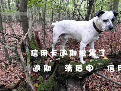 信用卡逾期拉黑了還還錢嗎(嚴(yán)重逾期還清后申請信用卡)