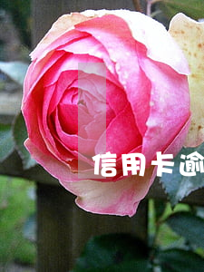 信用卡逾期拍拍貸審核通過