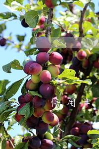 信用卡逾期拘役了还要还吗(欠信用卡拘留多久)