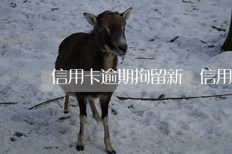 信用卡逾期拘留新聞(信用卡逾期)
