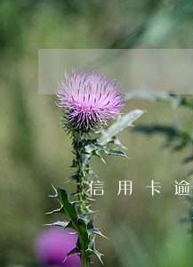 信用卡逾期 招商銀行(信用卡逾期招商銀行打電話過來就掛是什么情況)