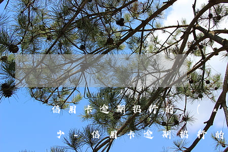 信用卡逾期招行的協(xié)商電話是多少-信用卡逾期招行的協(xié)商電話是多少啊