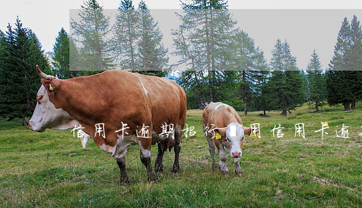 信用卡逾期招行費用(信用卡逾期招行費用)