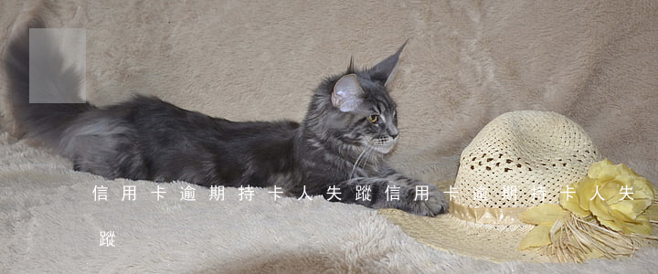 信用卡逾期持卡人失蹤(信用卡逾期持卡人失蹤)