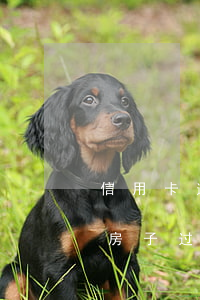 信用卡逾期按揭房能过户吗(信用贷逾期影响房子过户吗)