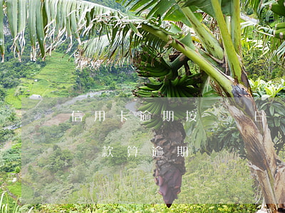 信用卡逾期按賬單日還是還款日(賬單日之前還款算逾期嗎)