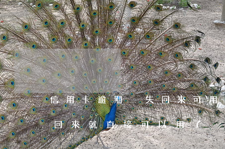 信用卡逾期掛失回來可用么(掛失的信用卡補回來就直接可以用了)