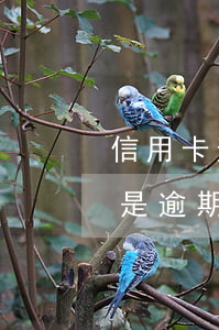 信用卡逾期掛賬停息怎么辦上海-停息掛賬是逾期前申請還是逾期后申請