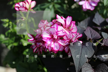 信用卡逾期掛賬怎么解決(信用卡逾期申請停息掛賬的程序打什么電話)