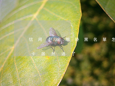 信用卡逾期掛黑名單怎么辦(黑名單辦理信用卡居然過了)