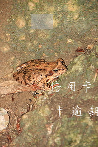 信用卡逾期接到即將逮捕的信息(被抓了信用卡逾期)