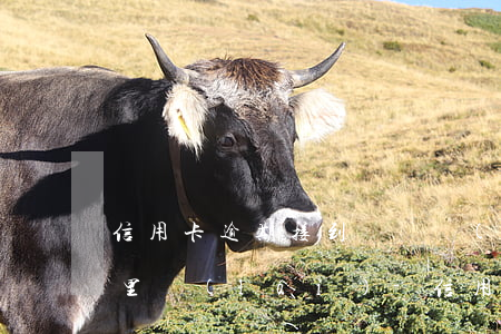 信用卡逾期接到電話說(shuō)到我家里來(lái)-信用卡逾期接到電話說(shuō)到我家里來(lái)催收