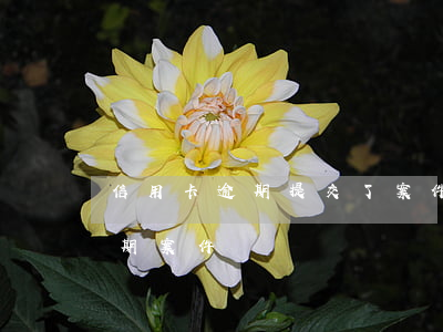 信用卡逾期提交了案件 公安局受理信用卡逾期案件嗎