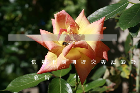 信用卡逾期提交專屬彩鈴(失信逾期通知專屬彩鈴)