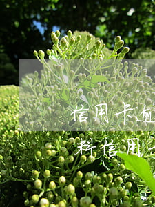信用卡逾期提交申請(qǐng)如何寫材料（信用卡逾期提交申請(qǐng)如何寫）