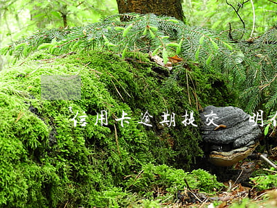 信用卡逾期提交證明 信用逾期說明