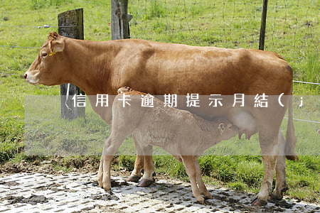 信用卡逾期提示月結(jié)