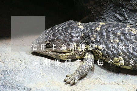 信用卡逾期提醒专员每个月多少钱-信用卡逾期提醒专员每个月多少钱啊