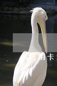 信用卡逾期提醒義務(信用卡 逾期 通知)