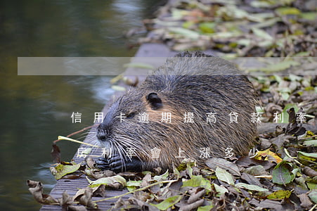 信用卡逾期提高貸款利率(信用卡逾期貸款買房利率會上漲多少)