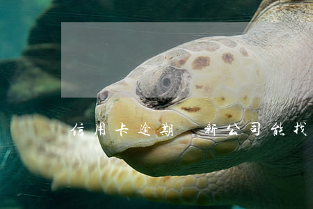信用卡逾期換新公司能找到嗎