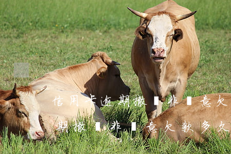 信用卡逾期撤銷非惡意欠款多久-信用卡逾期撤銷非惡意欠款多久可以恢復(fù)