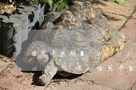 信用卡逾期擔(dān)保人有影響嗎(擔(dān)保人信用卡里有欠款可以擔(dān)保嗎)
