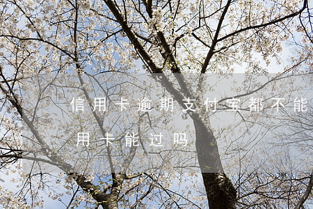 信用卡逾期支付宝都不能用了(支付宝逾期信用卡能过吗)