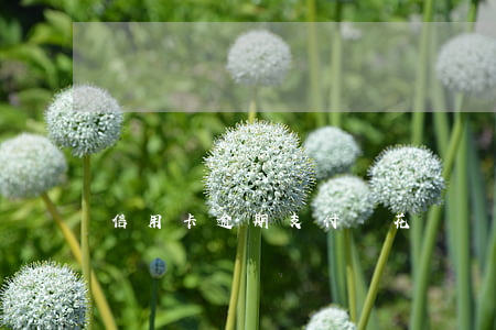 信用卡逾期支付寶花唄嗎