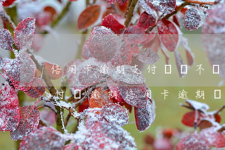 信用卡逾期支付寶還不進(jìn)去了 支付寶逾期信用卡逾期還可以貸款嗎?