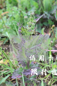 信用卡逾期收到信息說限行通知 收到信息說限行通知咋辦