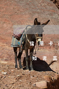 信用卡逾期收到催款(信用卡逾期收到催款通知書真假)