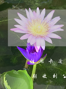 信用卡逾期收到公安局私人電話-信用卡逾期收到公安局私人電話怎么辦