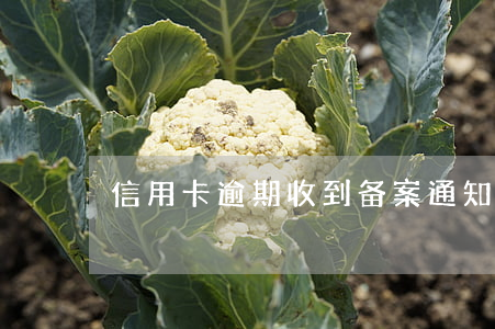 信用卡逾期收到备案通知书