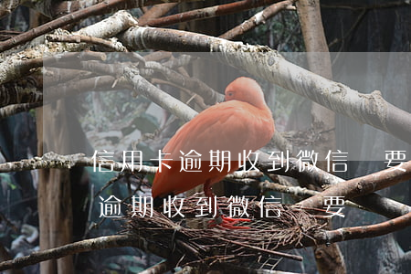 信用卡逾期收到微信說要凍結賬戶-信用卡逾期收到微信說要凍結賬戶是真的嗎