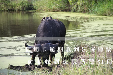 信用卡逾期收到法院傳票如何答復-信用卡逾期收到法院傳票如何答復呢