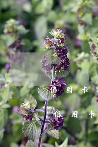 信用卡逾期收到法院視頻調(diào)解(信用卡逾期收到法院視頻調(diào)解)