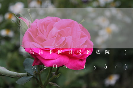信用卡逾期收到法院驗(yàn)證碼(收不到信用卡驗(yàn)證碼了)