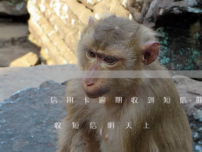 信用卡逾期收到短信催收(信用卡逾期收到催收短信,明天上門)
