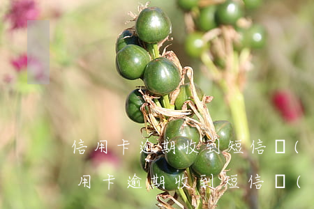 信用卡逾期收到短信協(xié)查通知(信用卡逾期收到短信協(xié)查通知)