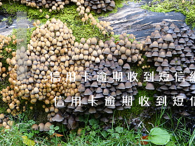 信用卡逾期收到短信網(wǎng)上追逃(信用卡逾期收到短信網(wǎng)上追逃信息)