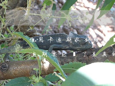 信用卡逾期收到短信說起訴我(短信說信用卡逾期要起訴了是真的嗎)