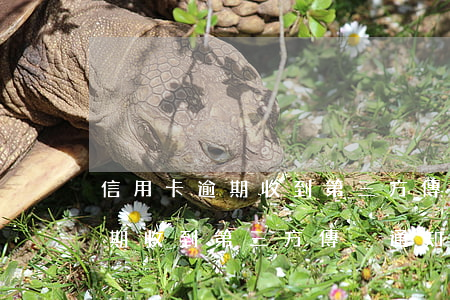 信用卡逾期收到第三方傳喚通知-信用卡逾期收到第三方傳喚通知怎么辦