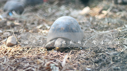 信用卡逾期收到起訴警告涵(信用用卡逾期)