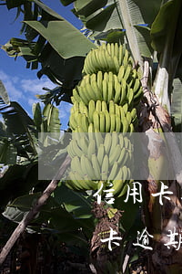信用卡逾期收到農(nóng)行快遞(信用卡逾期會收到快遞嗎)