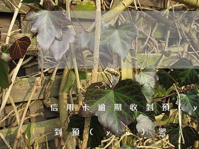 信用卡逾期收到預(yù)警(信用卡逾期收到預(yù)警)