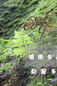 信用卡逾期收多久的利息(一般信用卡逾期利息是多少)