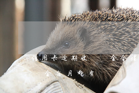 信用卡逾期收違約金合理嗎(為什么信用卡違約金每月都有)