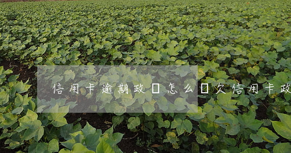 信用卡逾期政審怎么辦(欠信用卡政審)